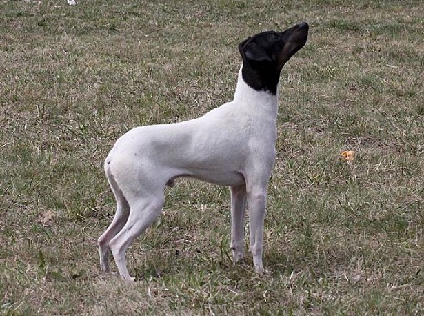 Terrier giapponese Terrier giapponese