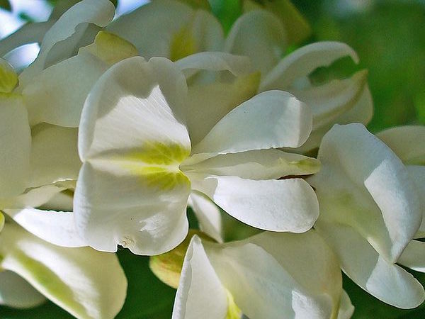 acacia fiori