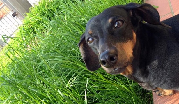 bassotto tedesco in primo piano