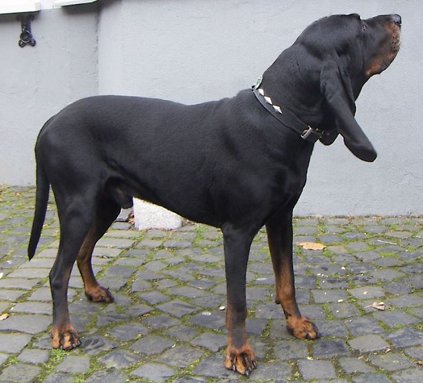 Black and Tan Coonhound