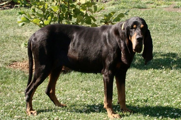 Black and Tan Coonhound