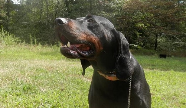 Black and Tan Coonhound
