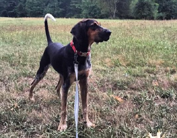 Black and Tan Coonhound