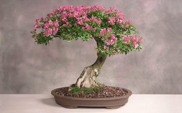 bonsai irrigazione