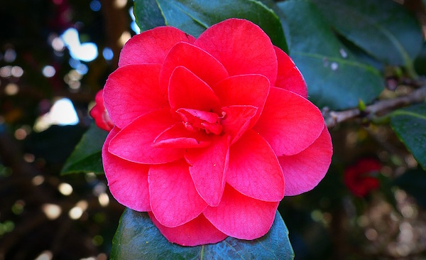 camelia rinvaso