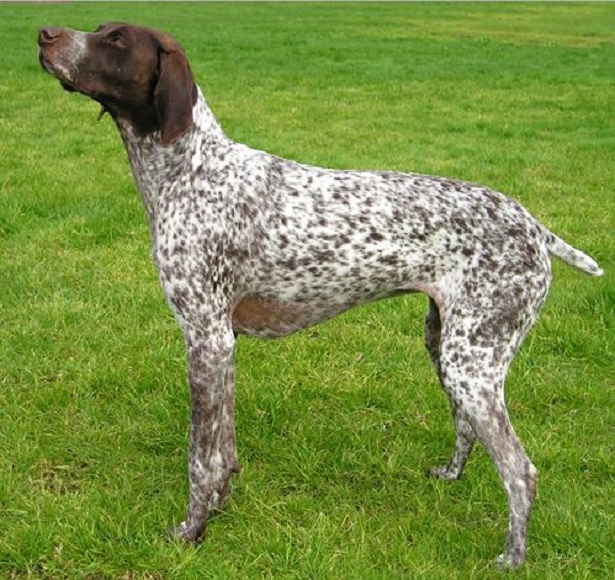 Cane da ferma Tedesco a pelo corto Cane da ferma Tedesco a pelo corto