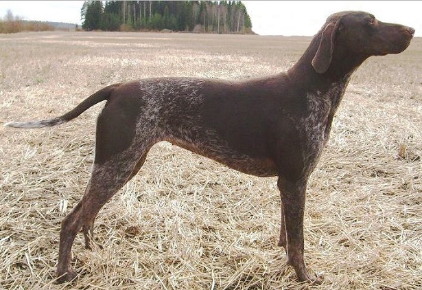 Cane da ferma Tedesco a pelo corto Cane da ferma Tedesco a pelo corto
