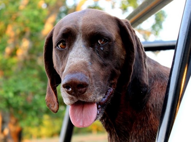 Cane da ferma Tedesco a pelo corto Cane da ferma Tedesco a pelo corto