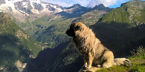 Cane da Pastore di Ciarplanina