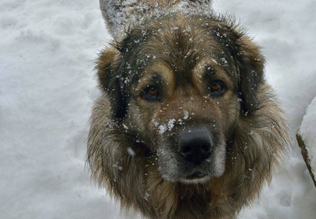 Cane da Pastore di Ciarplanina