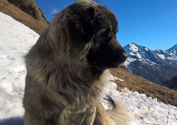 Cane da Pastore di Ciarplanina