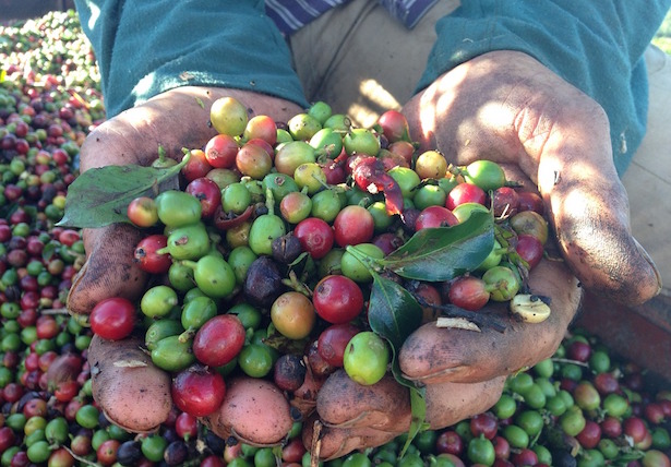 coffea arabica pianta in vaso