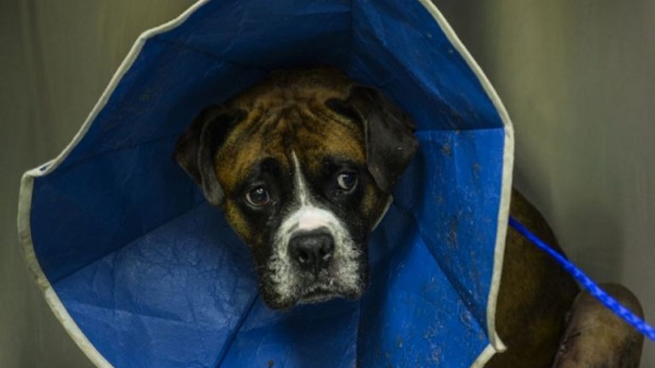 Collare Elisabetta Idee Green