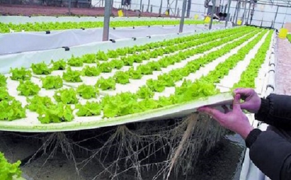 coltivazione aeroponica