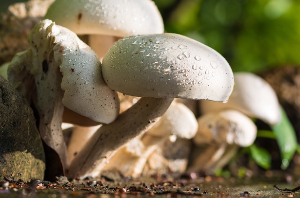 Coltivazione dei funghi Champignon