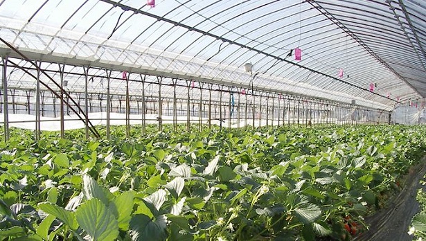 Come annaffiare le piante Come annaffiare le piante