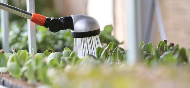 Come annaffiare le piante Come annaffiare le piante