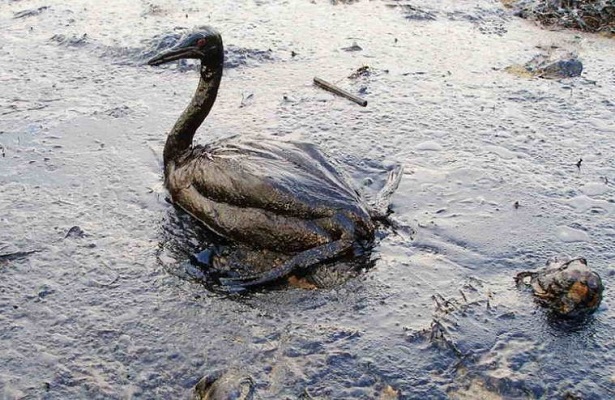 Disastri ambientali causati dal petrolio