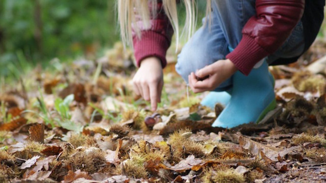 Conservazione Delle Castagne Fresche Idee Green