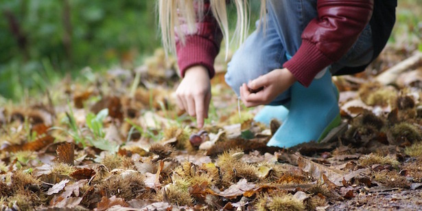 conservare e raccogliere castagne
