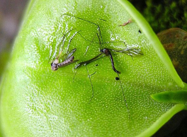 foglia pianta carnivora