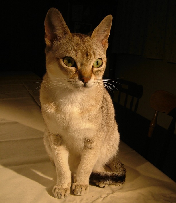 gatto singapura