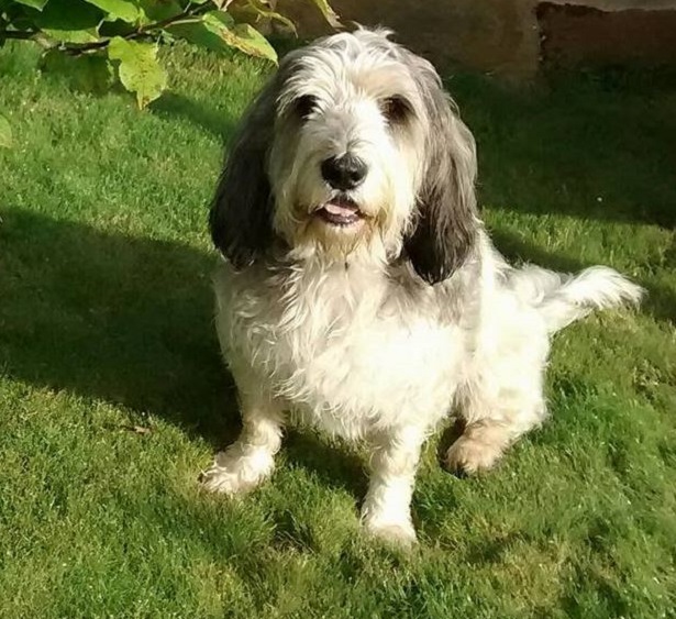 Grand Basset Griffon Vendeen Grand Basset Griffon Vendeen