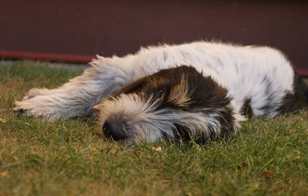 Grand Basset Griffon Vendeen Grand Basset Griffon Vendeen