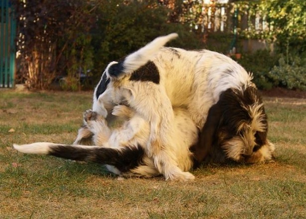 grand basset griffon vendeen grand basset griffon vendeen