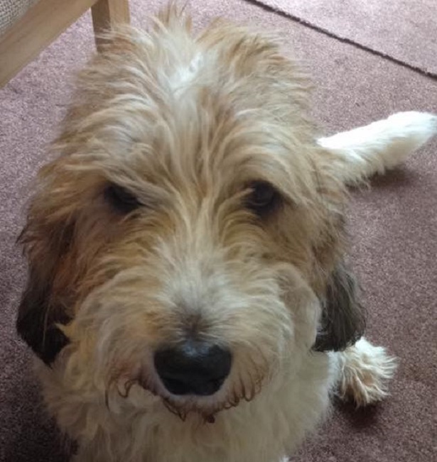 Grand Basset Griffon Vendeen Grand Basset Griffon Vendeen