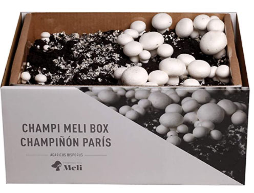 kit funghi champignon