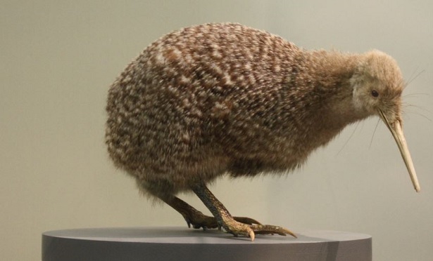 kiwi