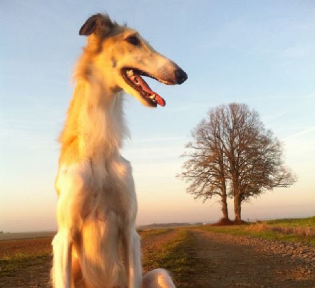 Levriero Russo Barzoi