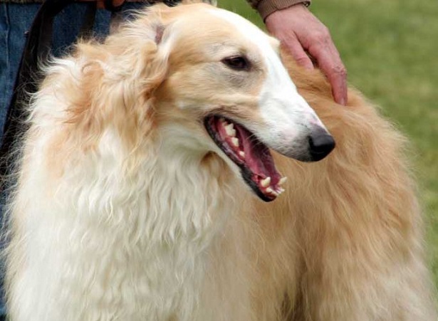 Levriero Russo Barzoi