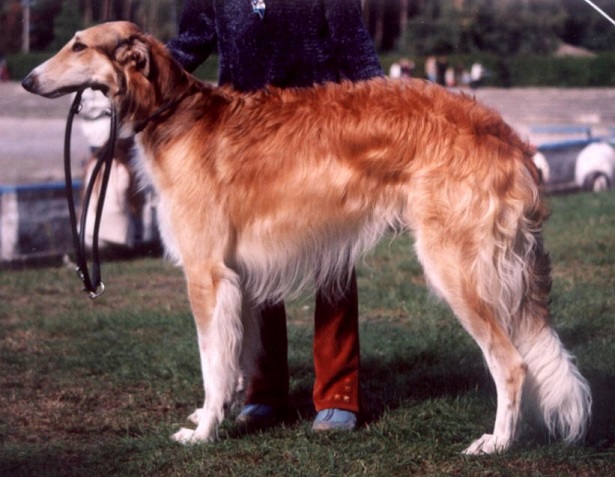 Barzoi