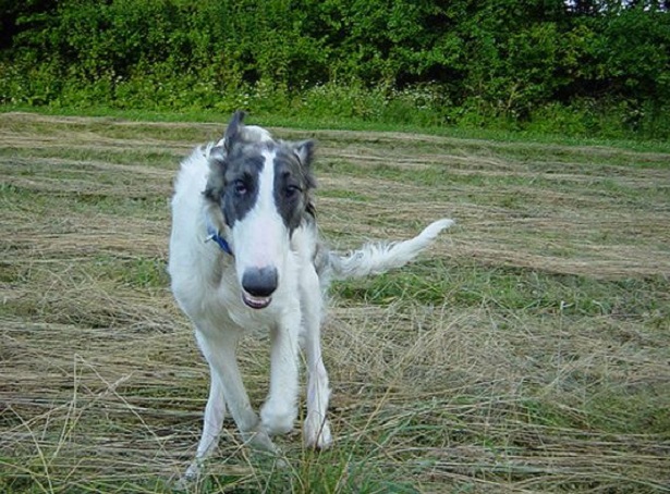 Levriero Russo Barzoi