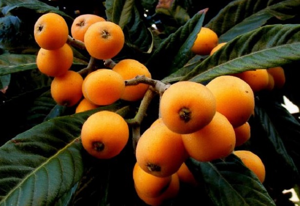 nespole invernali nespole invernali