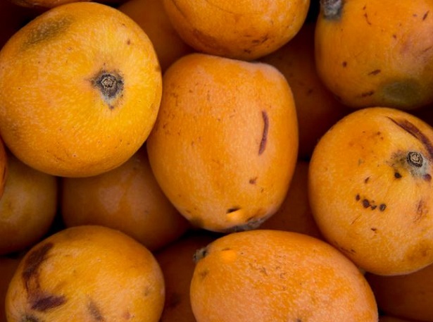 nespole invernali nespole invernali