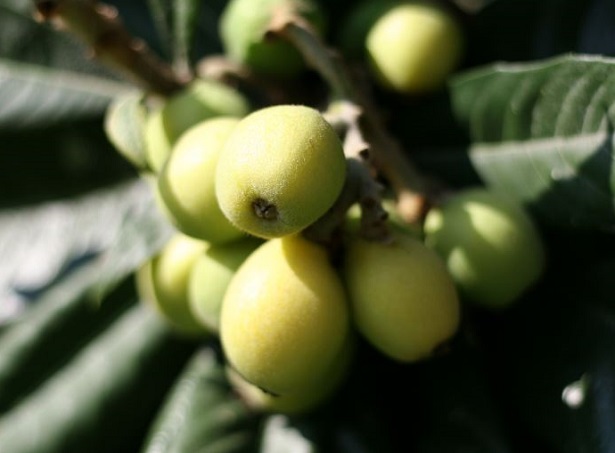 nespole invernali nespole invernali