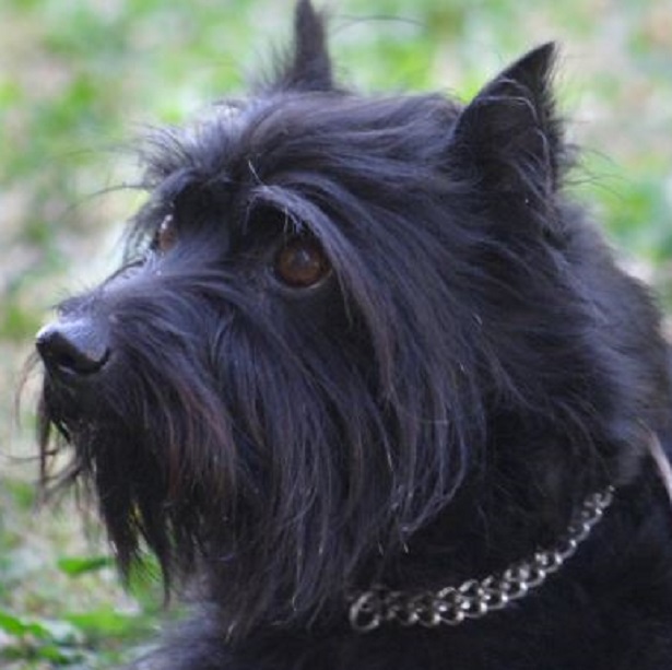 schnauzer medio nero