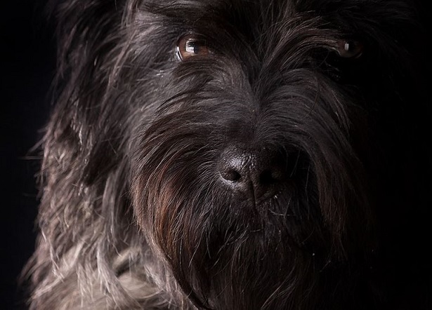 schnauzer medio nero