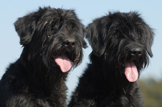 schnauzer medio nero