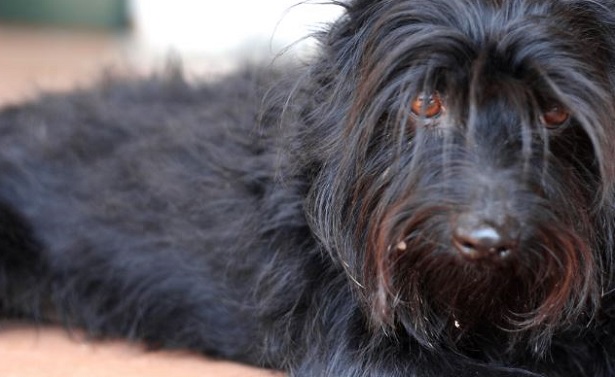 schnauzer medio nero