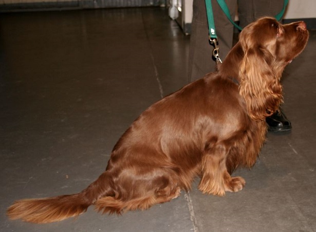 Sussex Spaniel