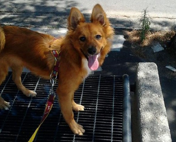 volpino italiano rosso volpino italiano rosso