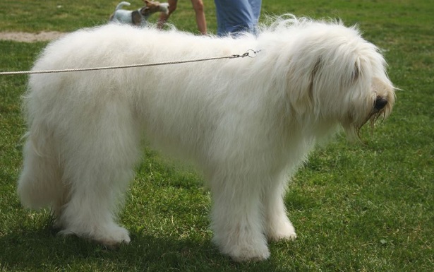 Cane da pastore della Russia meridionale Cane da pastore della Russia meridionale