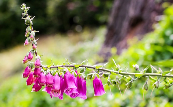 Digitalis purpurea omeopatia