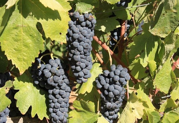 Agricoltura biodinamica Agricoltura biodinamica