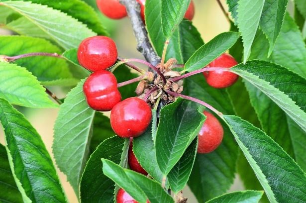 Agricoltura biodinamica Agricoltura biodinamica