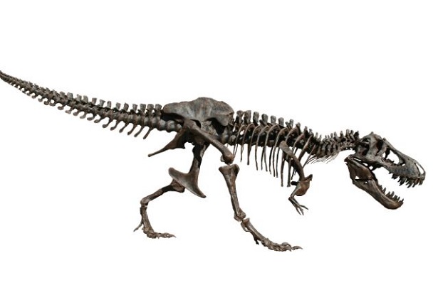 Scheletro tirannosauro